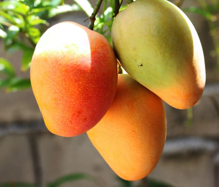 All About Mangoes