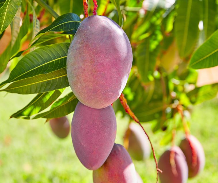 all about mangoes