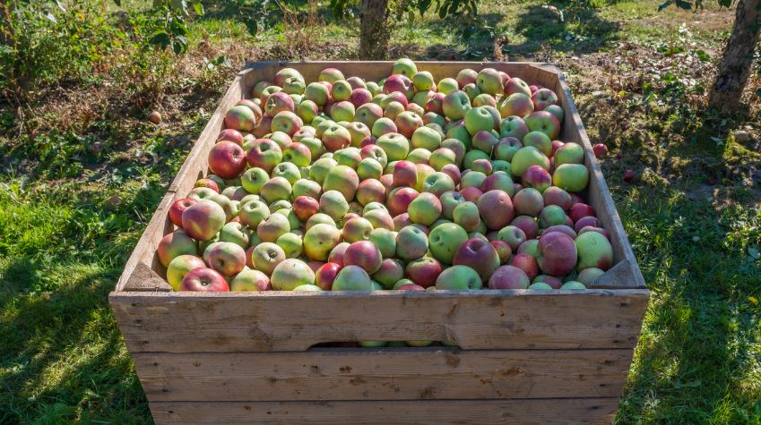 How To Wash Apples