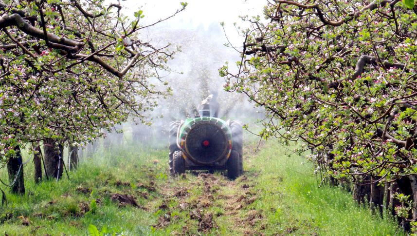 How To Wash Apples Pesticide Residues