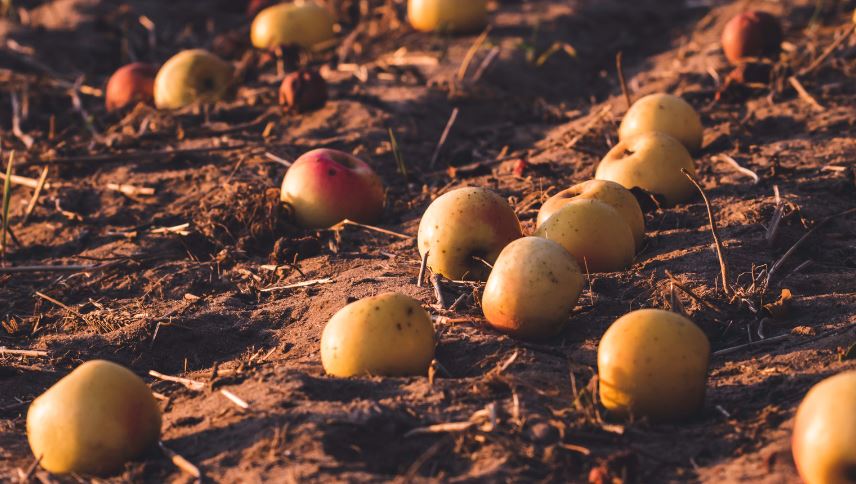 How To Wash Apples Dirt and Debris