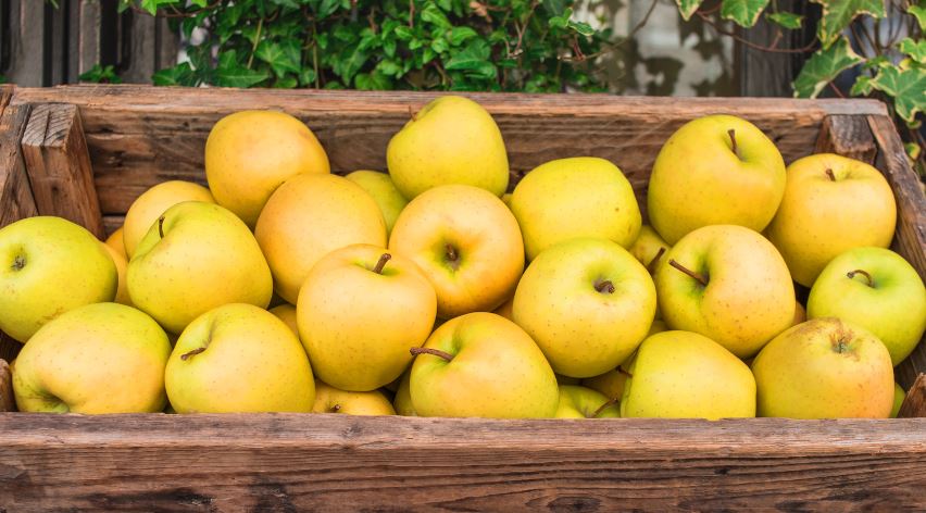 Organic vs. Conventional Apples