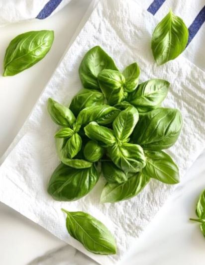 Fresh Basil Leaves for soup