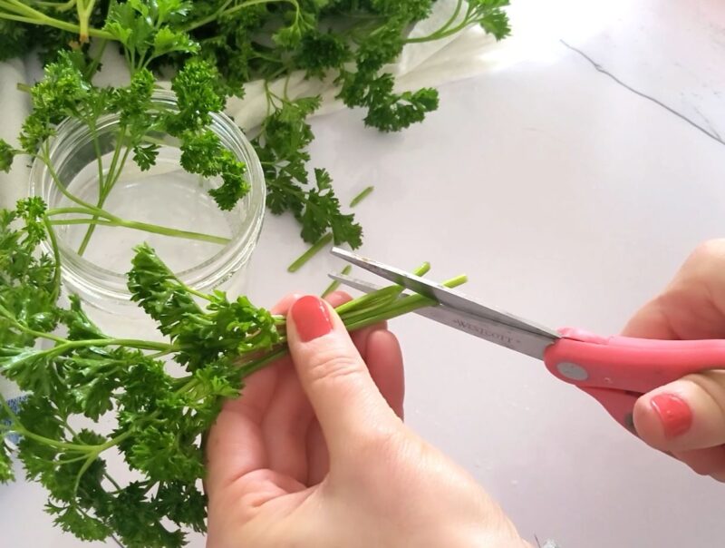 Cut the stems of the parsley