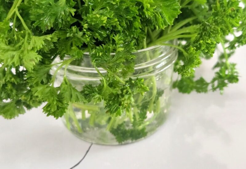 Put the parsley in a jar of water